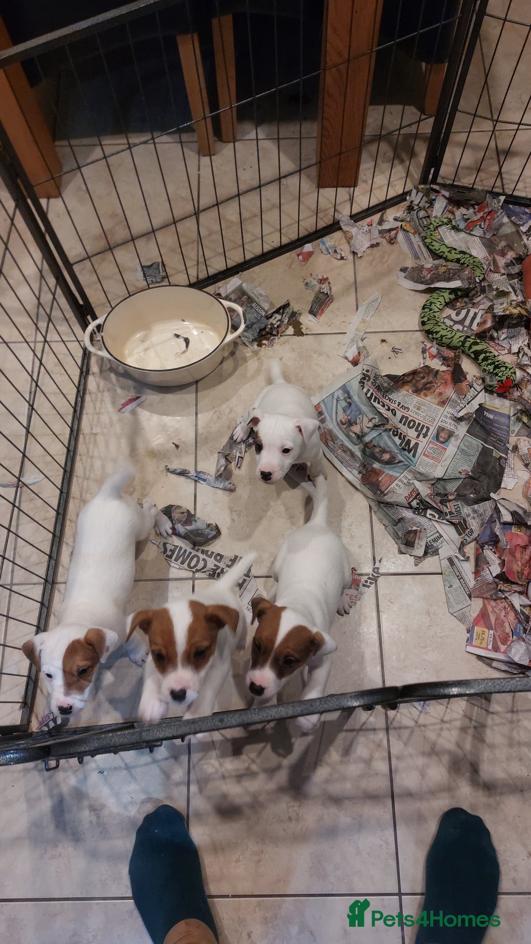 Parson Russell dogs for sale: Parson Russell for sale - Image 6
