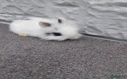 Lionhead rabbits for sale: Wonderful bunnies 07405173733  - Image 20