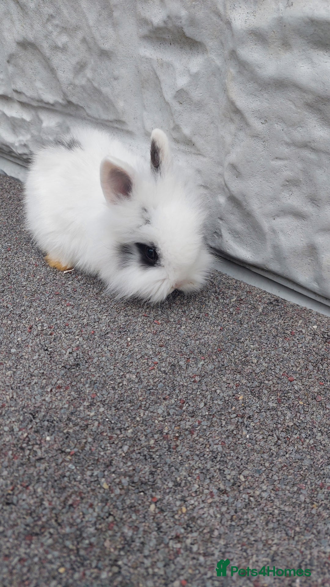 Lionhead rabbits for sale: Wonderful bunnies 07405173733  - Image 20