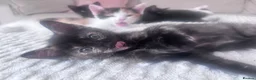 Ragdoll cats for sale: Kittens - Looking for Their Forever Home Together - Advert 6