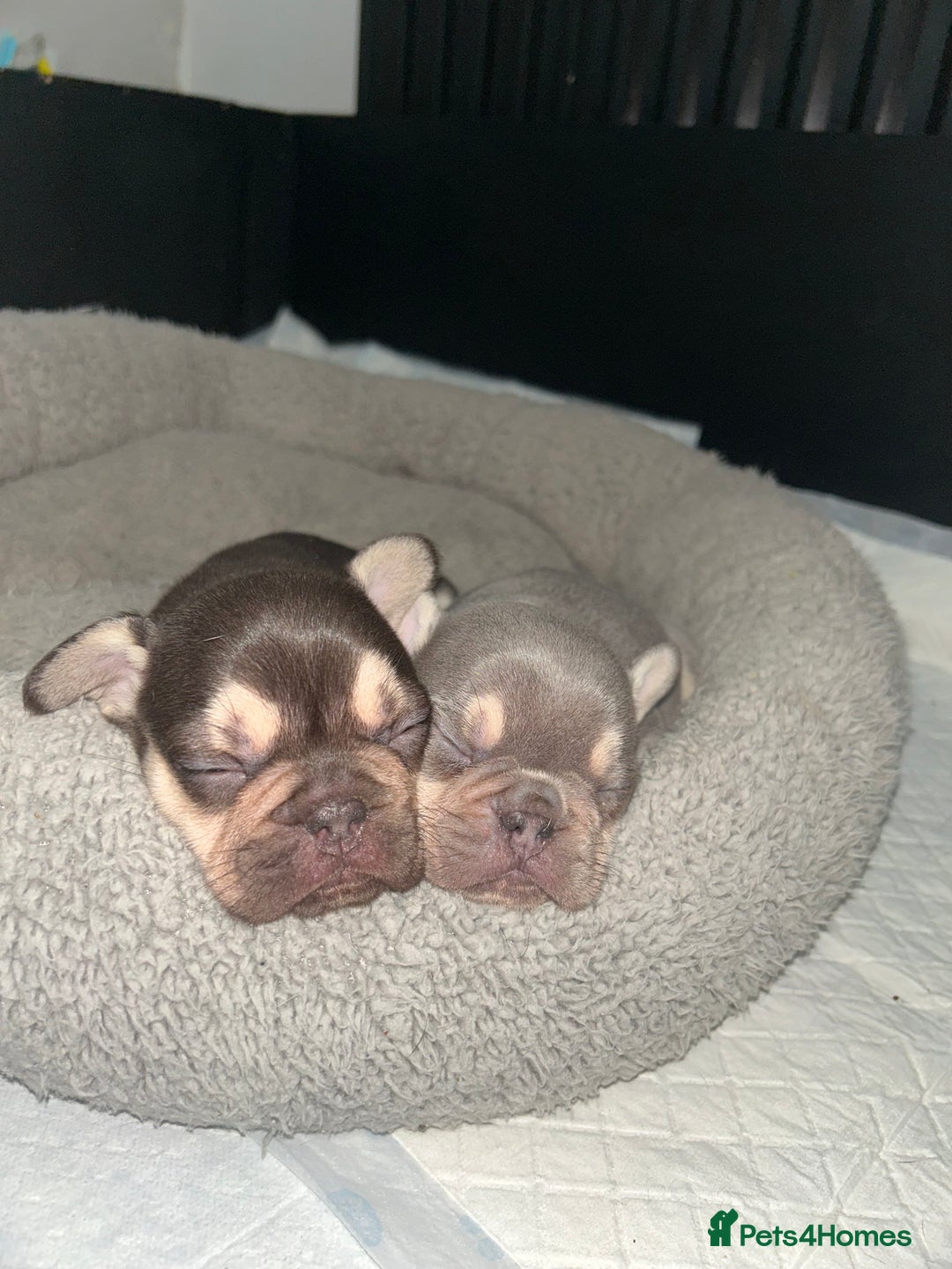 French Bulldog dogs for sale: KC REGISTERED FRENCH BULLDOG PUPPIES – BOYS 🐾 - Advert 16