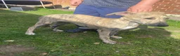 Mixed Breed dogs for sale: Saluki whippet grayhound  - Advert 3