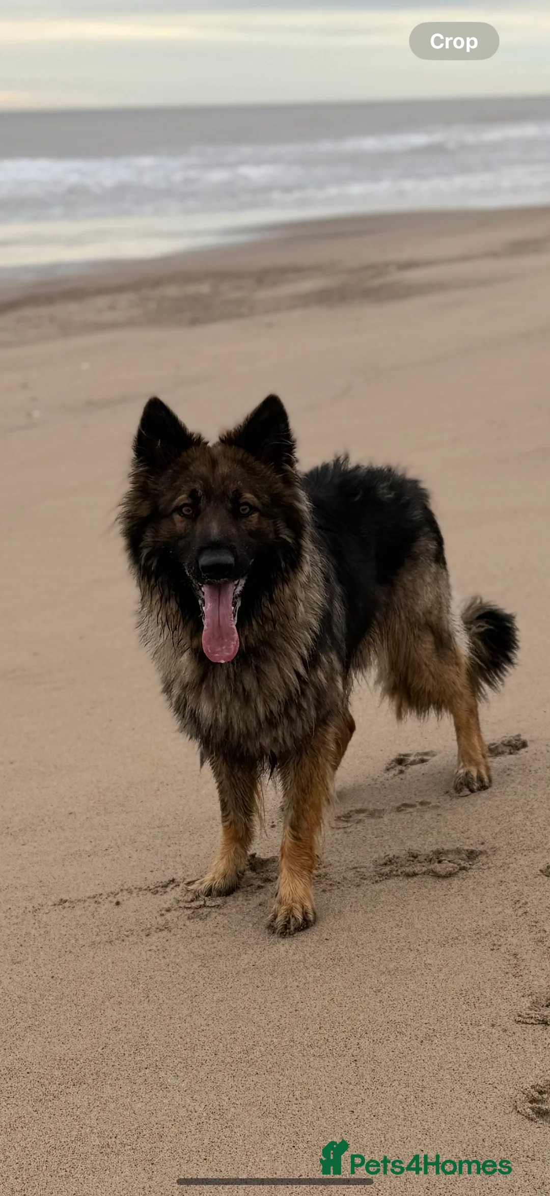 German Shepherd dogs for stud: FOR STUD (PROVEN)  in Doncaster - Advert 2