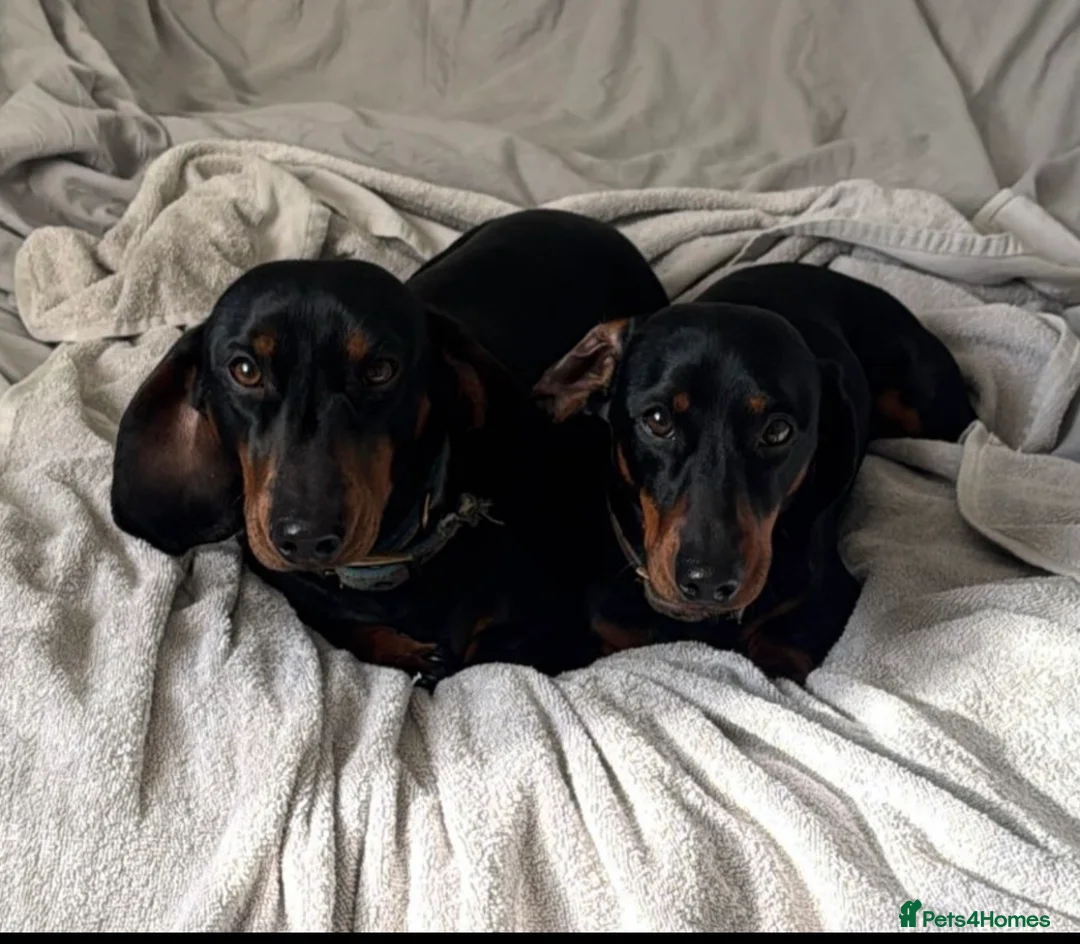 Dachshund dogs for sale: 2 loving boys looking for forever home together  in Sandwich - Advert 1