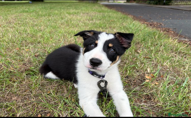Border Collie dogs - Advert 5