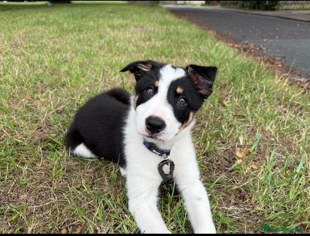 Short Hair Border Collie Terrier Mix Half Pit Half Border Collie