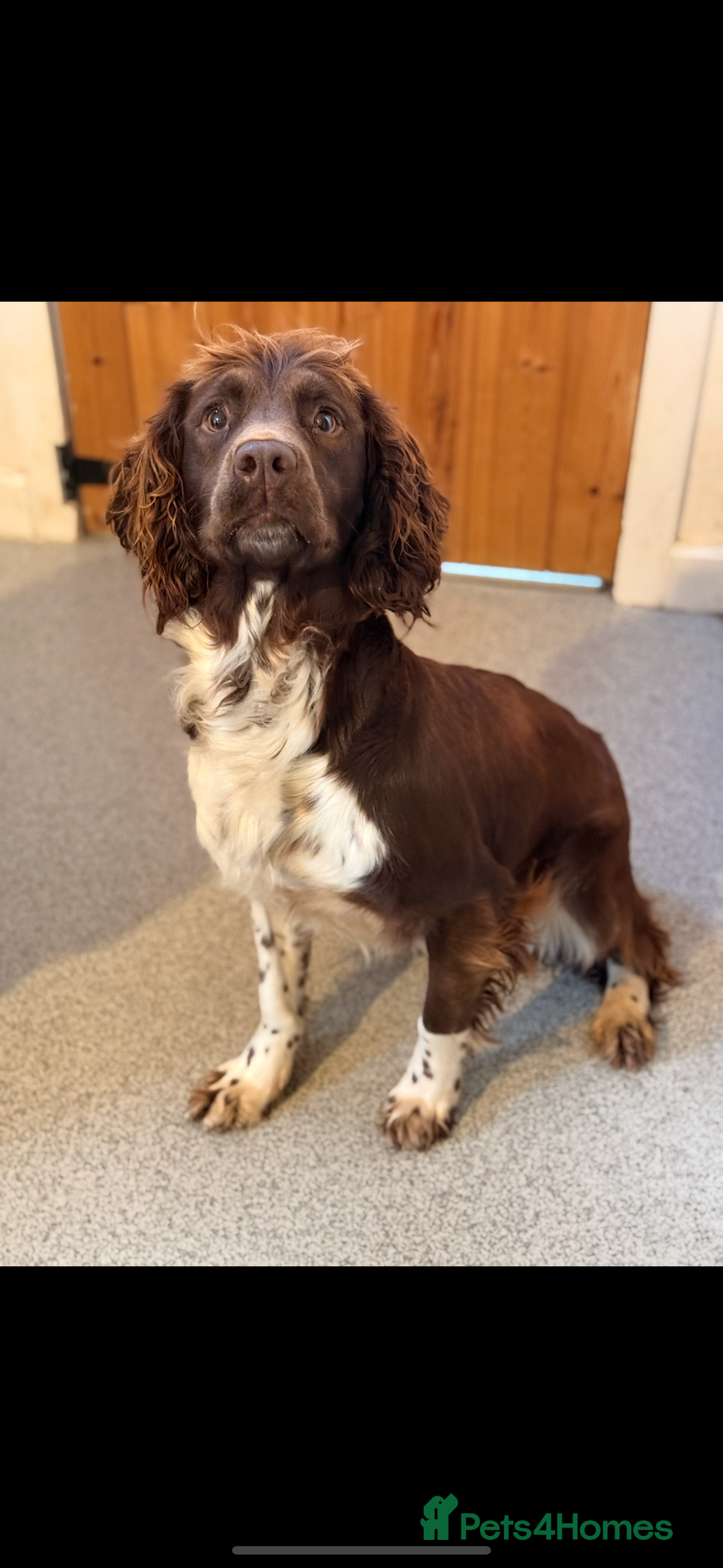 English Springer Spaniel dogs for sale: Traditional Kc Reg English Springer Spaniel Pups.. - Advert 2