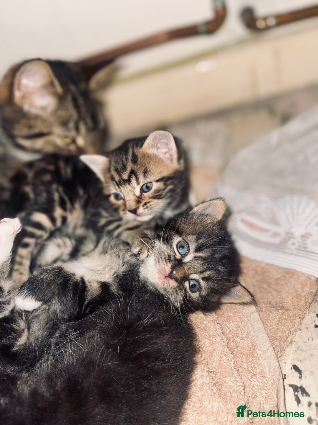 Siberian cats for sale: Siberian/mixed breed kittens in Dudley - Image 2