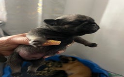 Pug dogs for sale: Adorable chunky pug puppies deposits taken now  - Advert 7