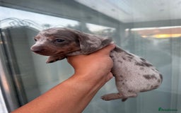 Miniature Dachshund dogs for sale: Isabella and tan dapple miniature dachshunds - Image 11