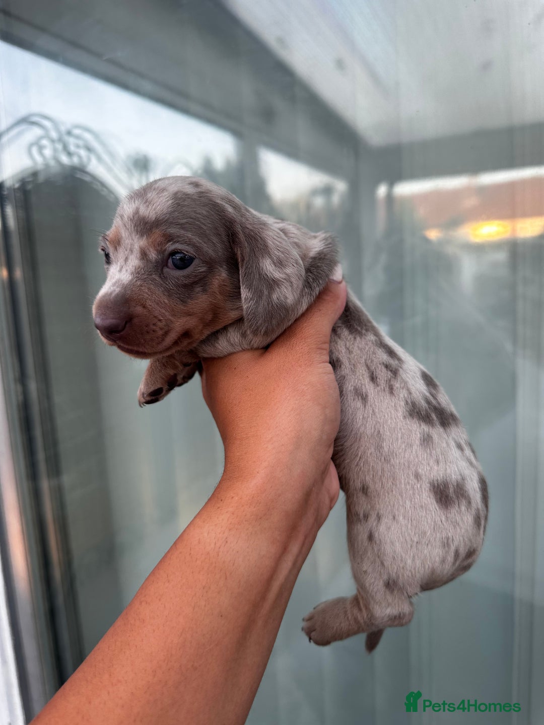 Miniature Dachshund dogs for sale: Isabella and tan dapple miniature dachshunds - Image 11