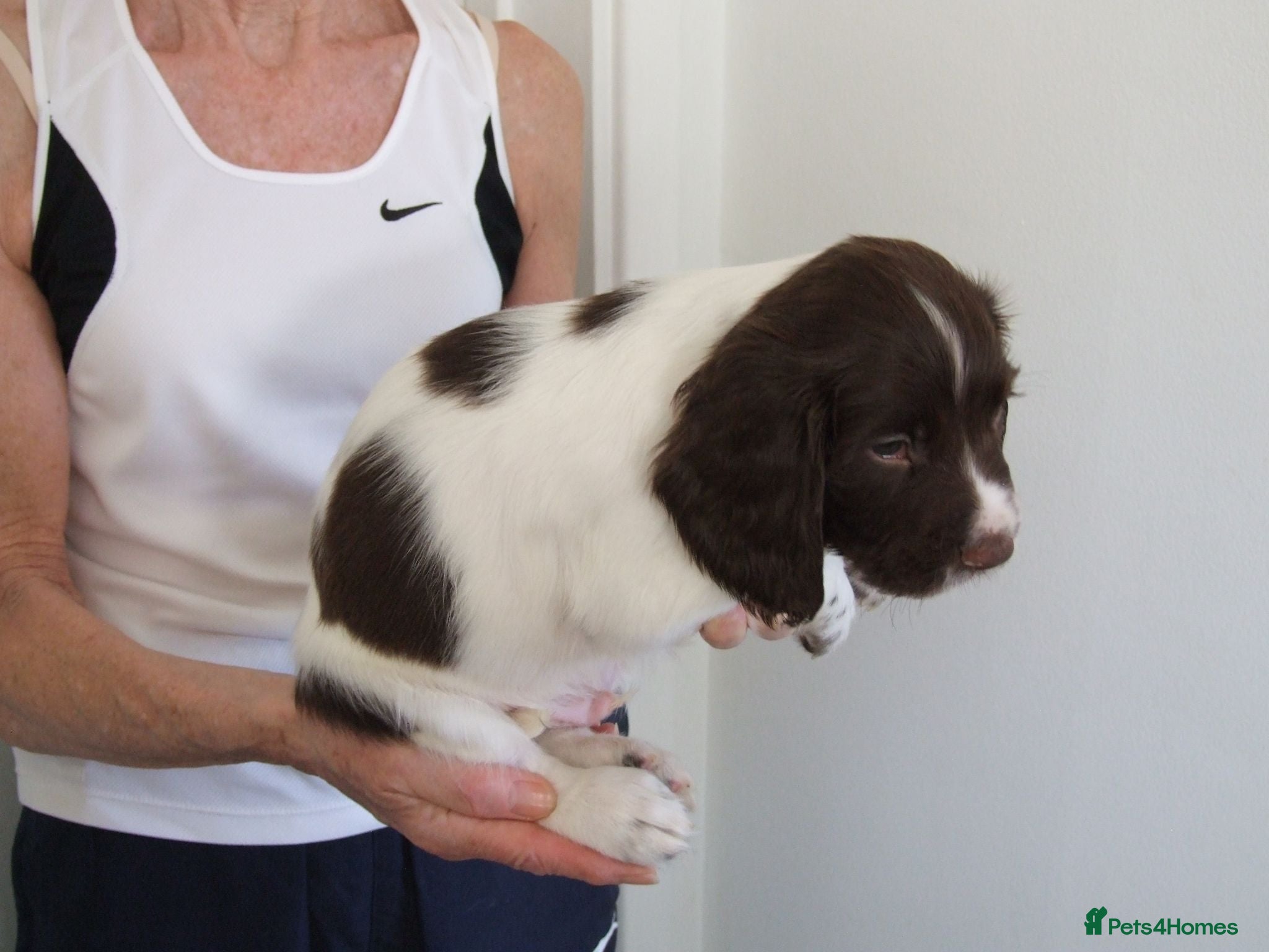 English Springer Spaniel dogs A Lovely Litter of English Springer Spaniels - Advert 2