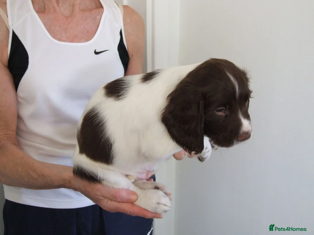 English Springer Spaniel dogs for sale: A Lovely Litter of English Springer Spaniels - Advert 2