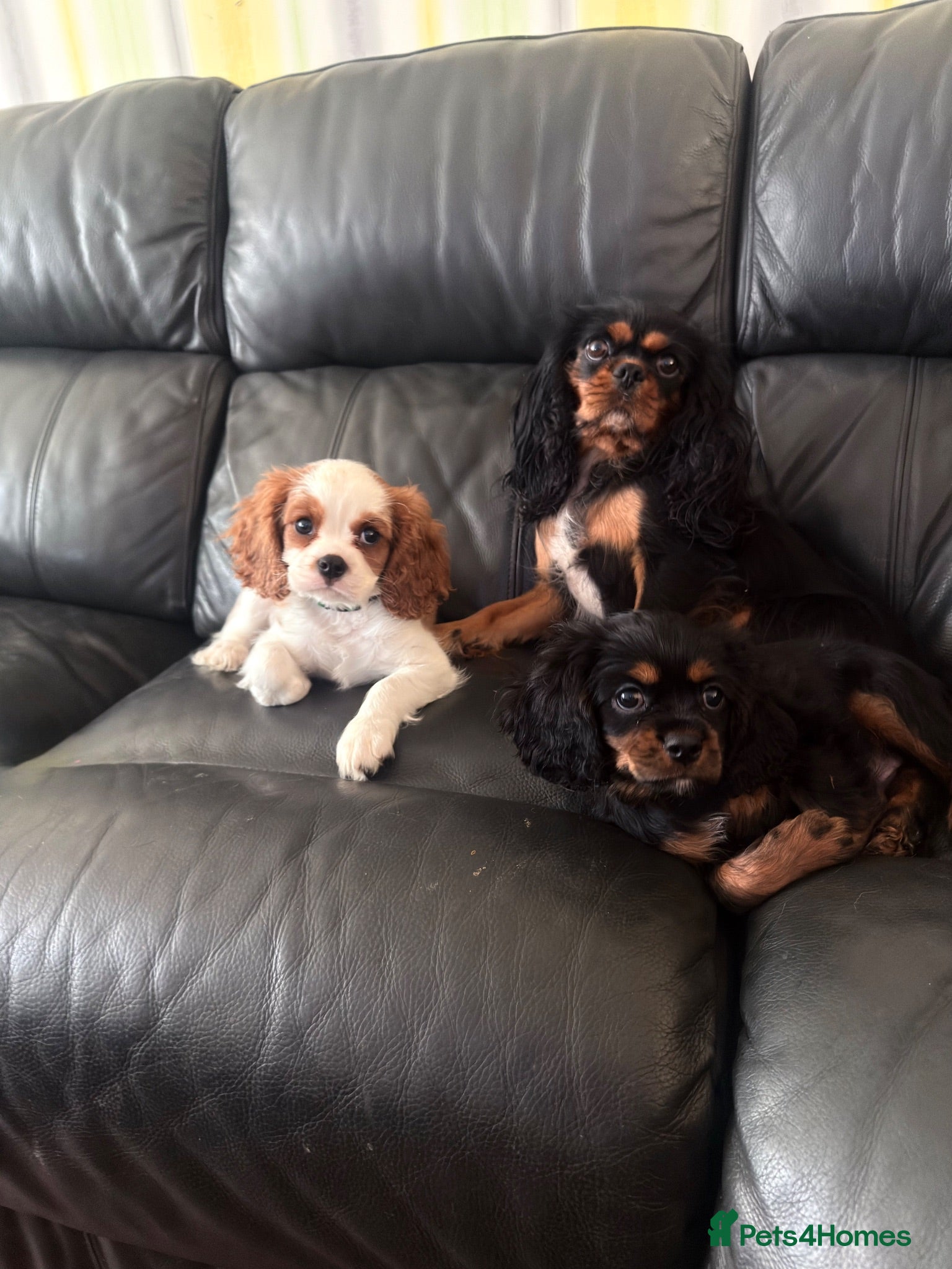 Cavalier King Charles Spaniel dogs Beautiful Cavalier King Charles Spaniel Puppies❤️ - Advert 13