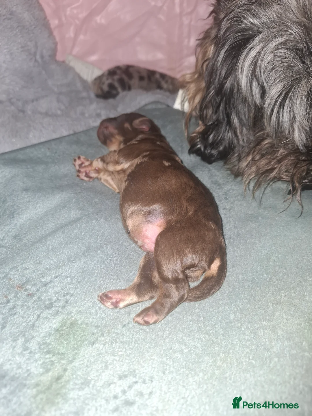 Cockapoo dogs for sale: Toy cockapoo pups - Advert 8