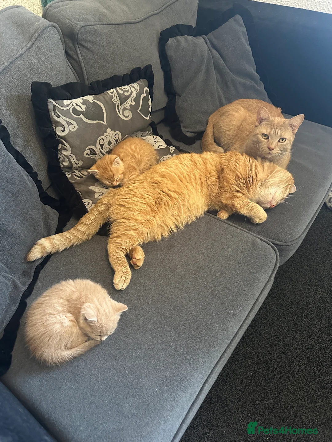 Mixed Breed cats for sale: Beautiful ginger and cream kittens  - Advert 2