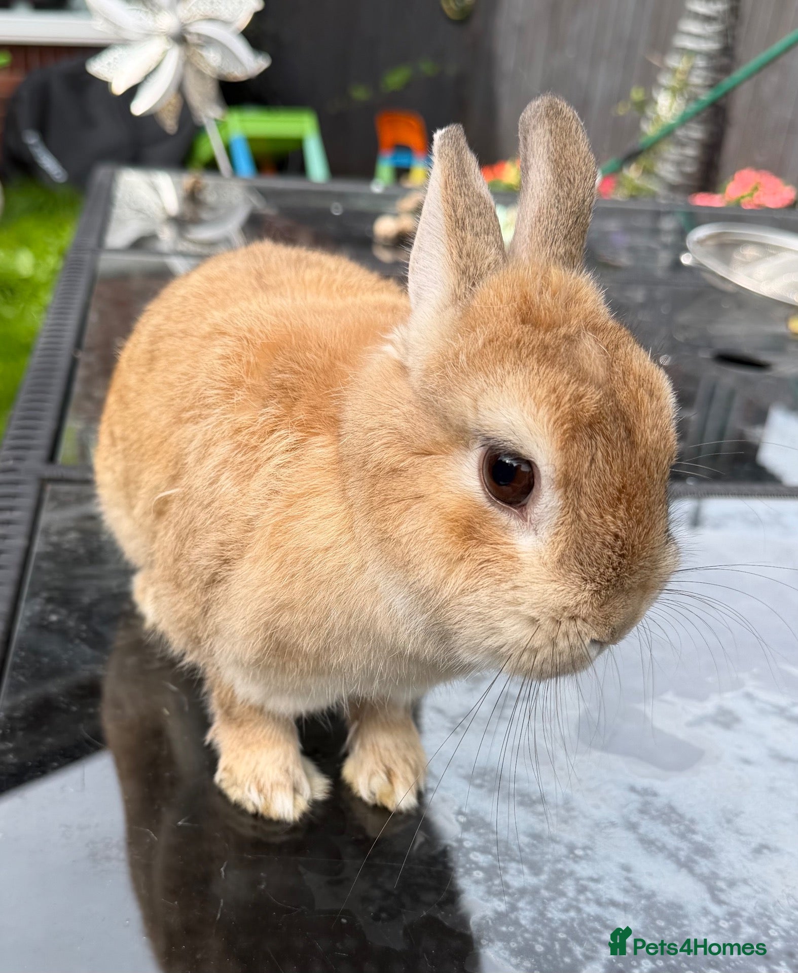 Netherland Dwarf rabbits Neverland dwarf rabbit   - Advert 1