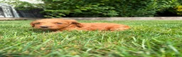 Cockapoo dogs for sale: Stunning F1 cockapoo puppies - Advert 3