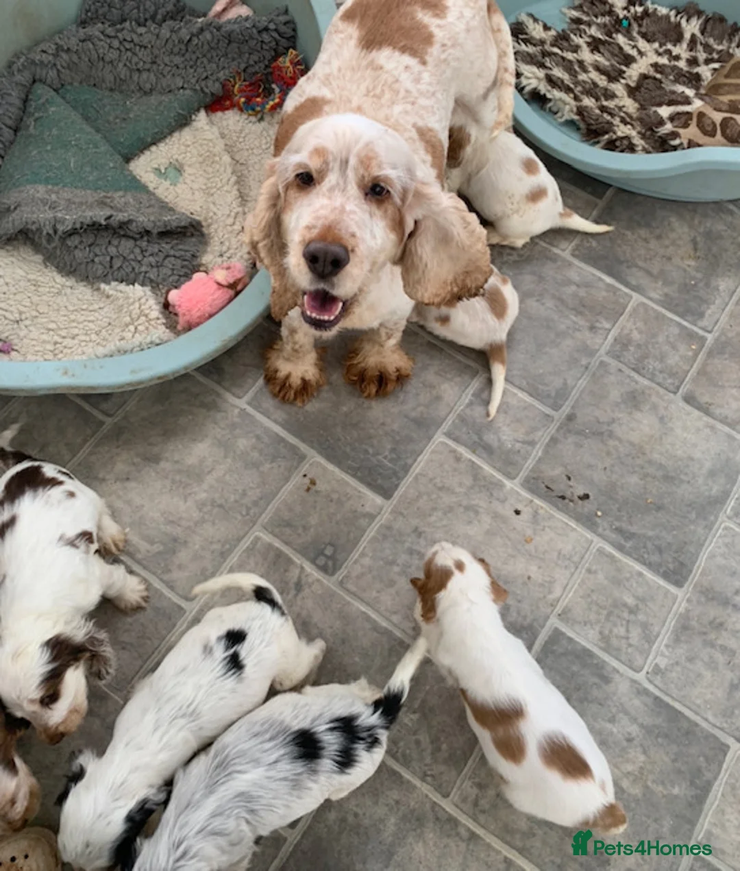 Cocker Spaniel dogs for sale: KC REG SHOW TYPE COCKERS - Advert 2