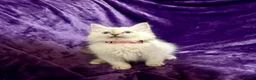 Ragdoll cats for sale: Beautiful GCCF Ragdoll Kittens  - Advert 28