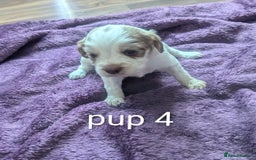 Sprocker dogs for sale: 5 sprocker puppies for sale - Image 11
