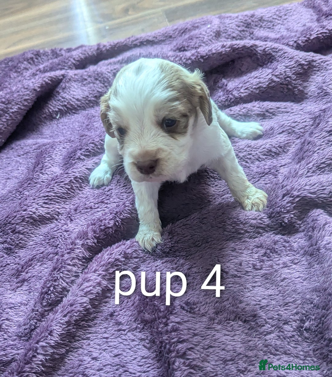 Sprocker dogs for sale: 5 sprocker puppies for sale - Image 11