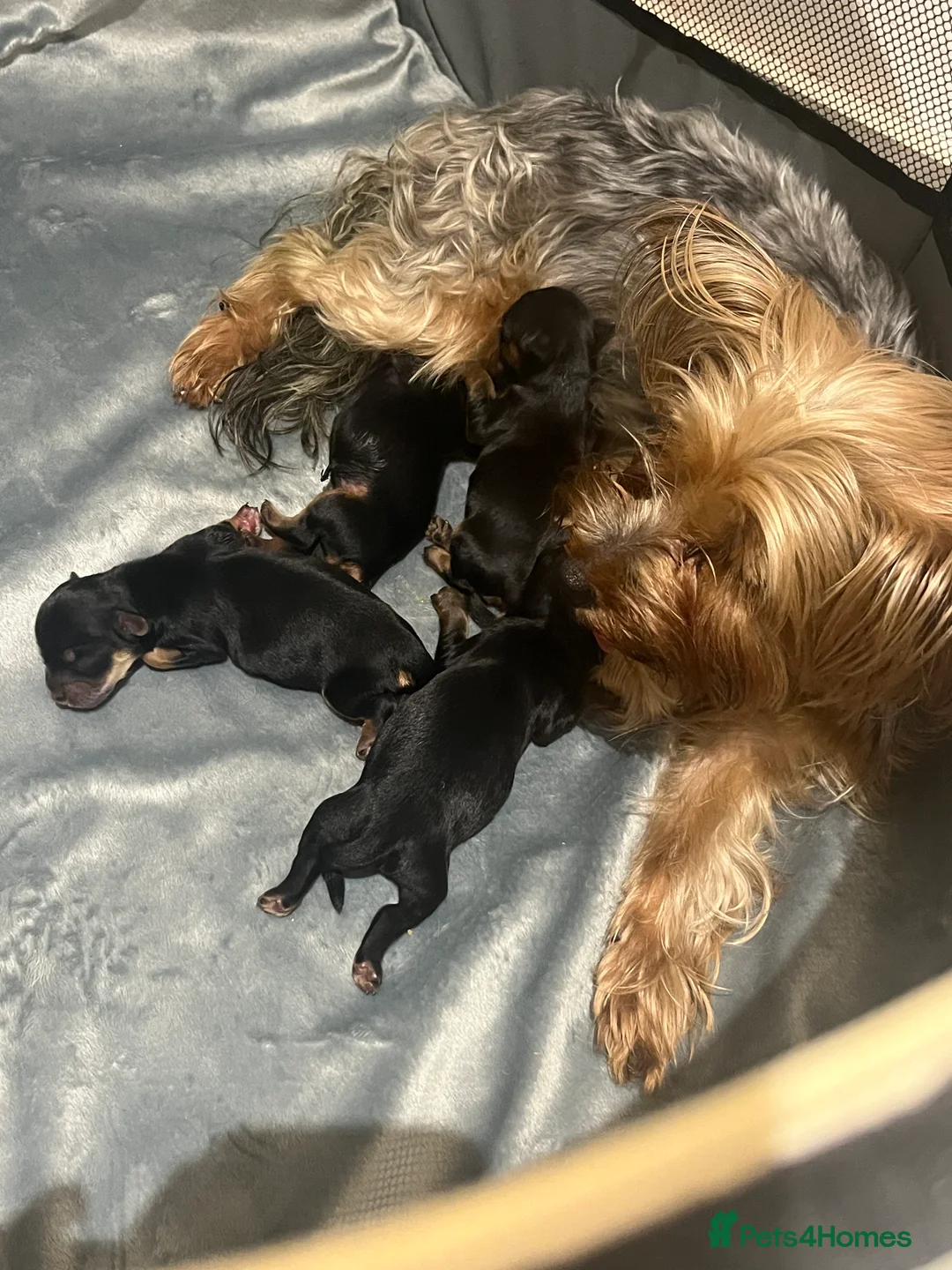 Mixed Breed dogs for sale: 4 Yorkie X cockapoo pups for sale in Harrow - Advert 2