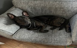 Mixed Breed dogs for sale: Bear - Staffy X German Shepherd - Image 7