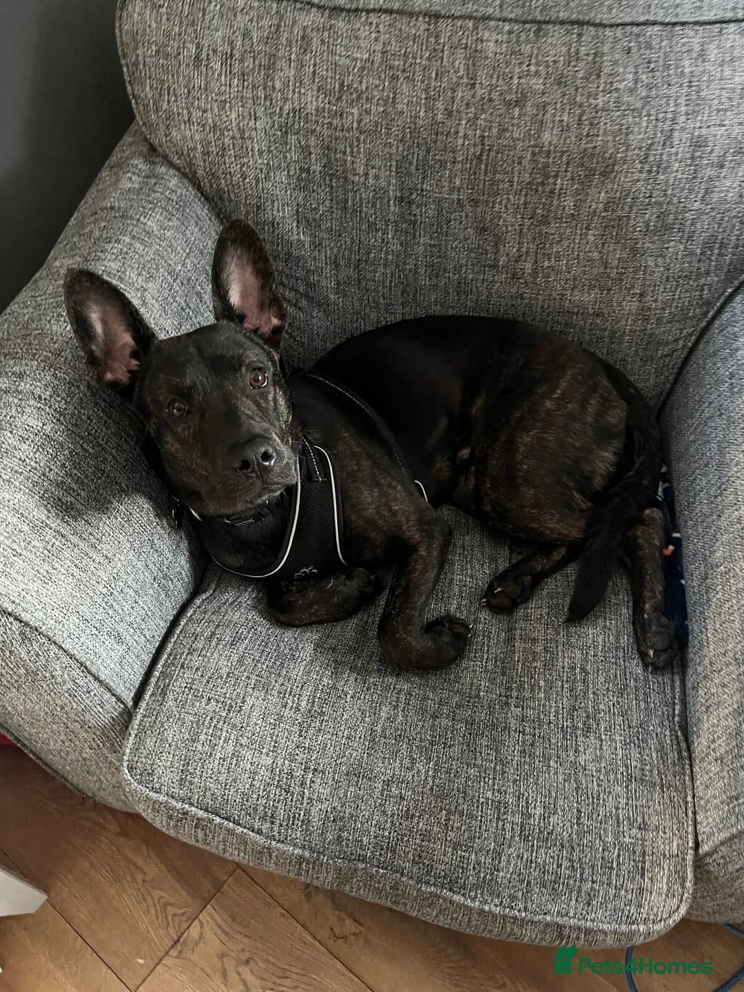 Mixed Breed dogs for sale: Bear - Staffy X German Shepherd - Image 7