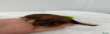 Dachshund 4 light green collar 