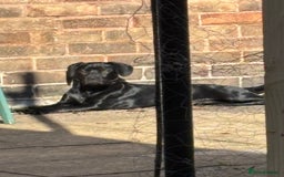 Mixed Breed dogs for sale: Beautiful girl for rehoming. - Image 3