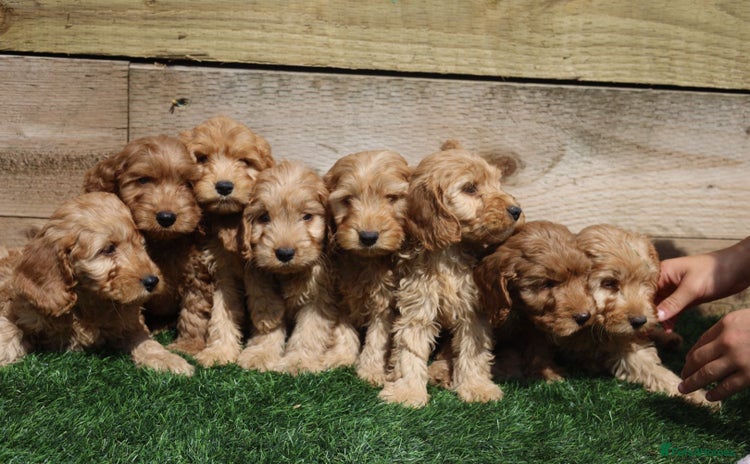 Cavapoo dogs - Advert 11