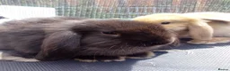 Mini Lop rabbits for sale: Pure mini lop Bunny ready from 12/06 - Advert 20