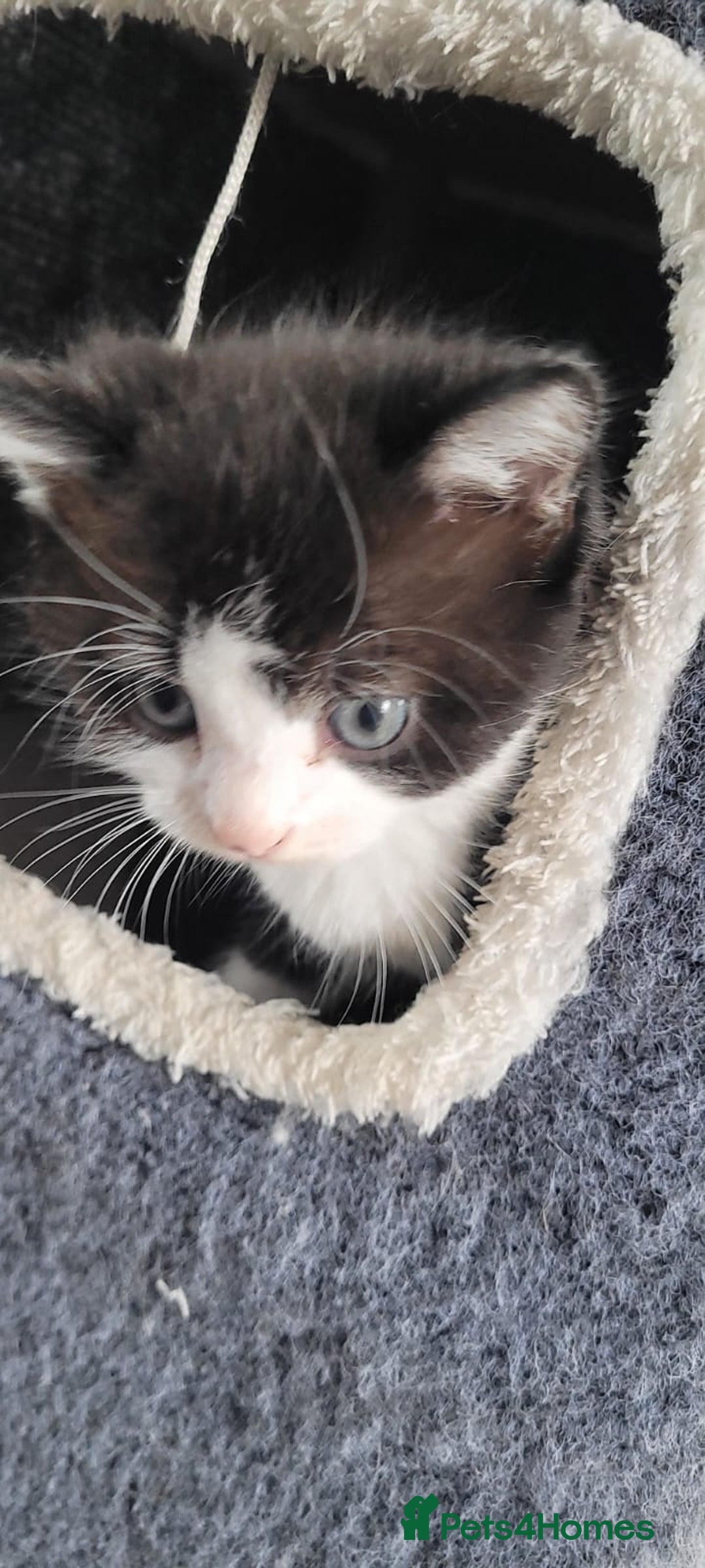 Mixed Breed cats for sale: Kittens looking for loving forever home - Image 12