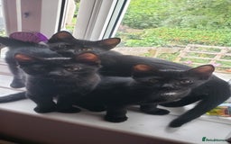 Domestic Shorthair cats for sale:  Bob, The Kitten - Image 7