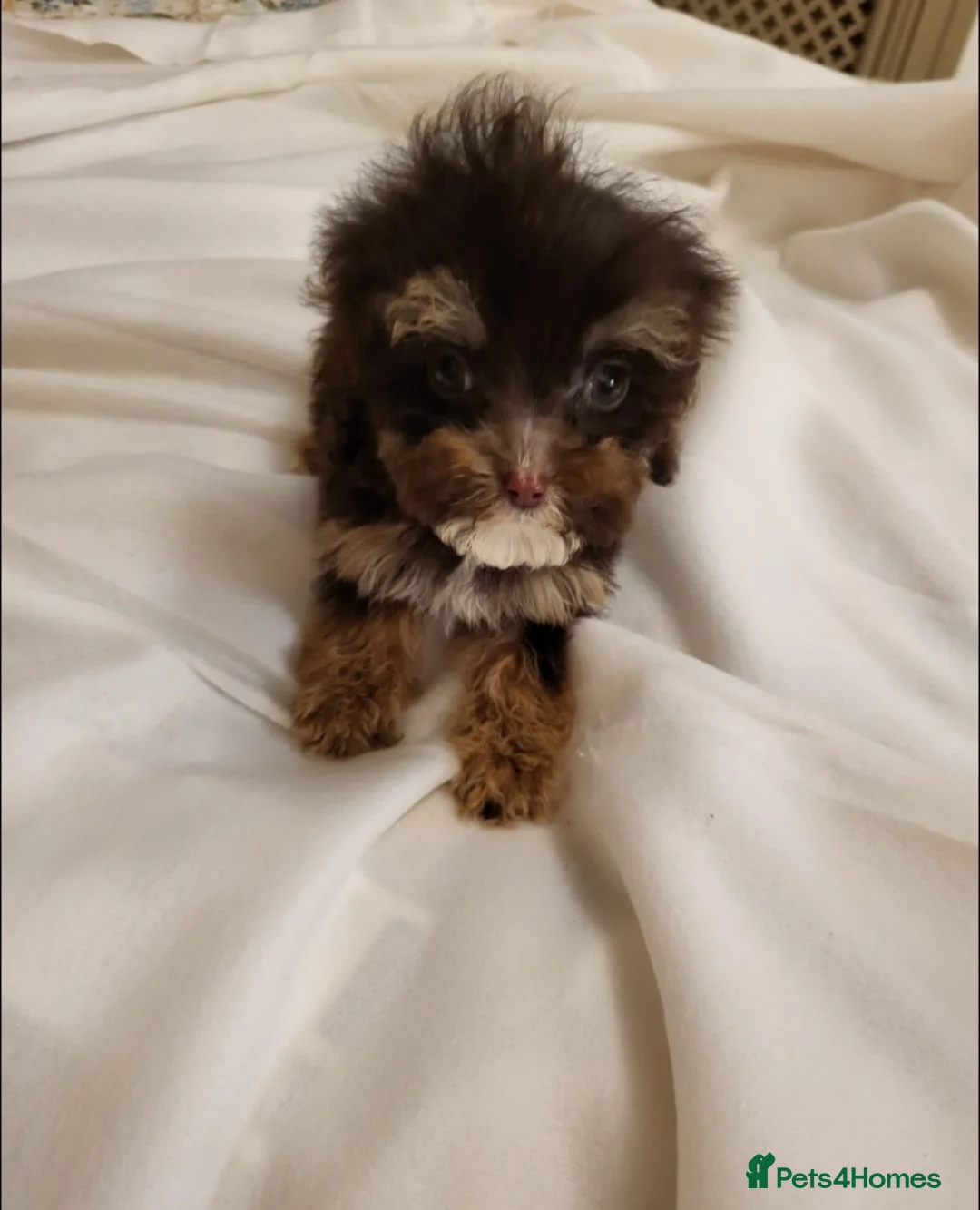 Cavapoo dogs for sale: 4 beautiful fb1 cavapoo puppies for sale!!  - Advert 16