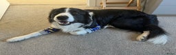 Border Collie dogs for stud: 🐾 Handsome Purebred Border Collie Stud 🐾 - Advert 10