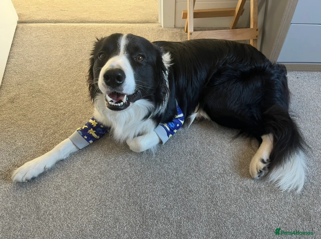 Border Collie dogs for stud: 🐾 Handsome Purebred Border Collie Stud 🐾 - Advert 10
