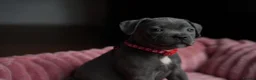 Staffordshire Bull Terrier dogs for sale: KC Staffy Puppies - Advert 7