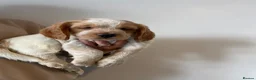 Cocker Spaniel dogs for sale: Working cocker spaniel puppies  - Advert 34