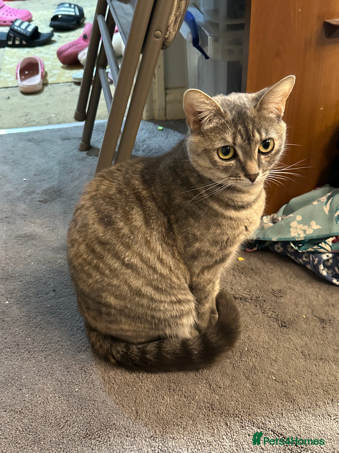 Mixed Breed cats for sale: Torbie Arabian Mau X BSH - Advert 14