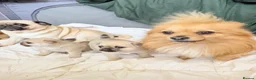 Mixed Breed dogs for sale: Pug x Pomeranian Puppies 🐕 - Advert 3