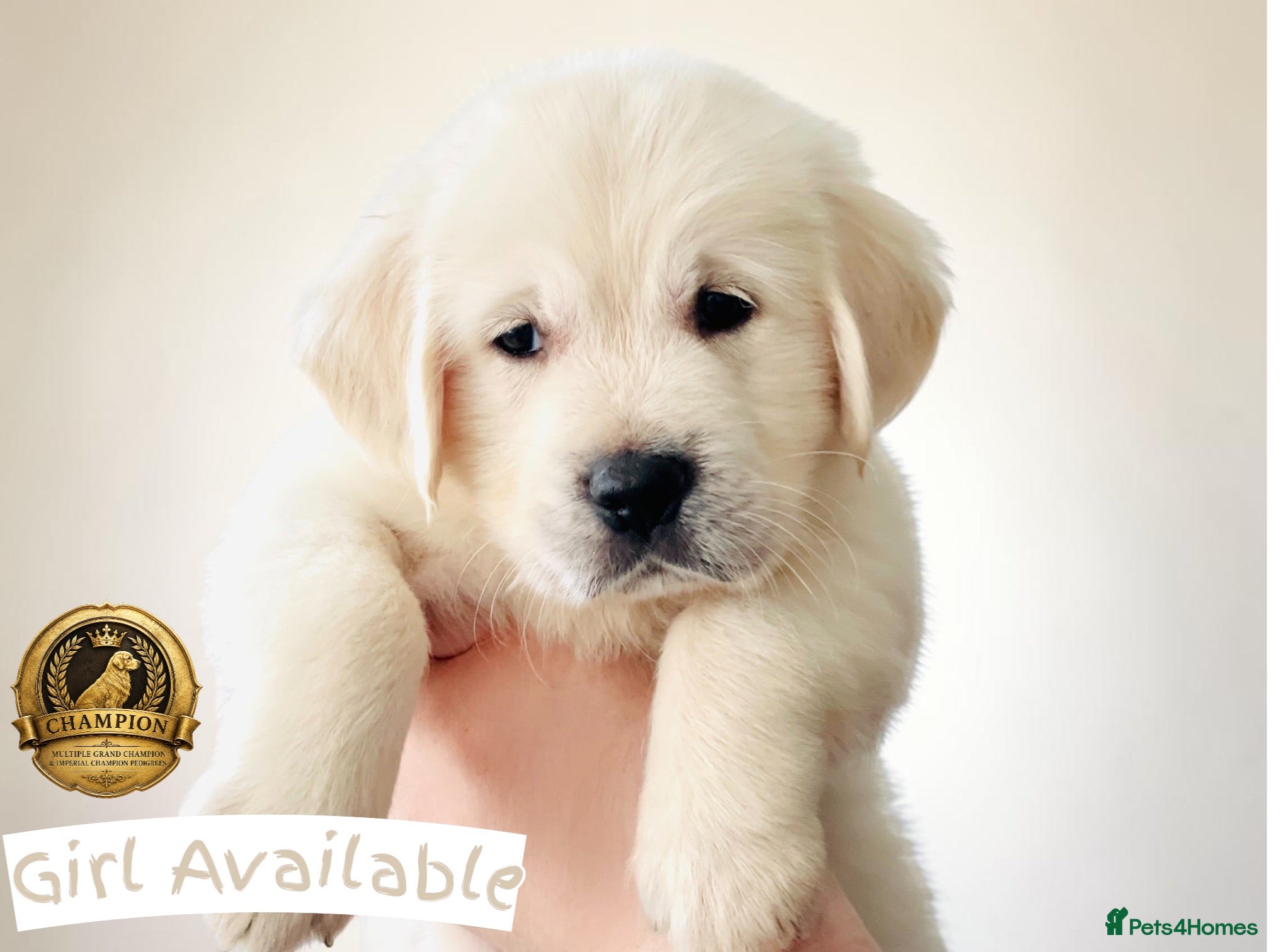 Golden Retriever dogs Available now 🎀  ~  DNA tested ~ Champion Lines  - Advert 1