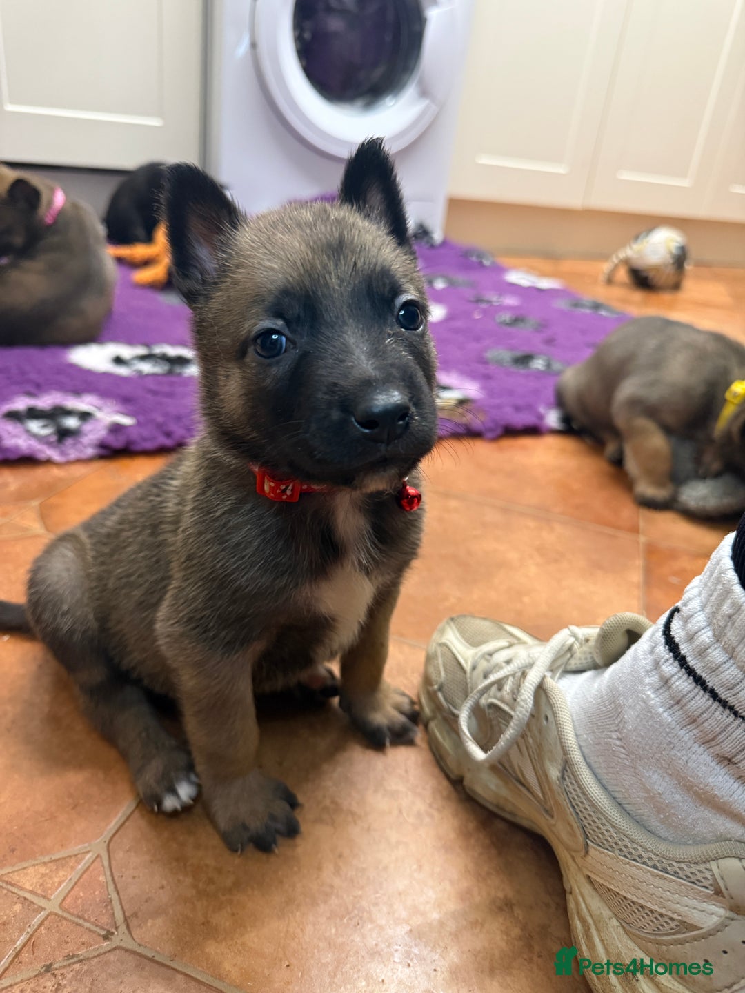 Belgian Shepherd Dog dogs for sale: KC Registered & Health Tested Belgian Malinois - Advert 21