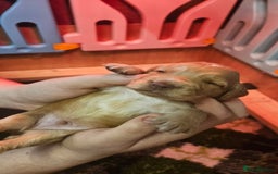 Cocker Spaniel dogs for sale: Beautiful cocker spaniel  - Image 15