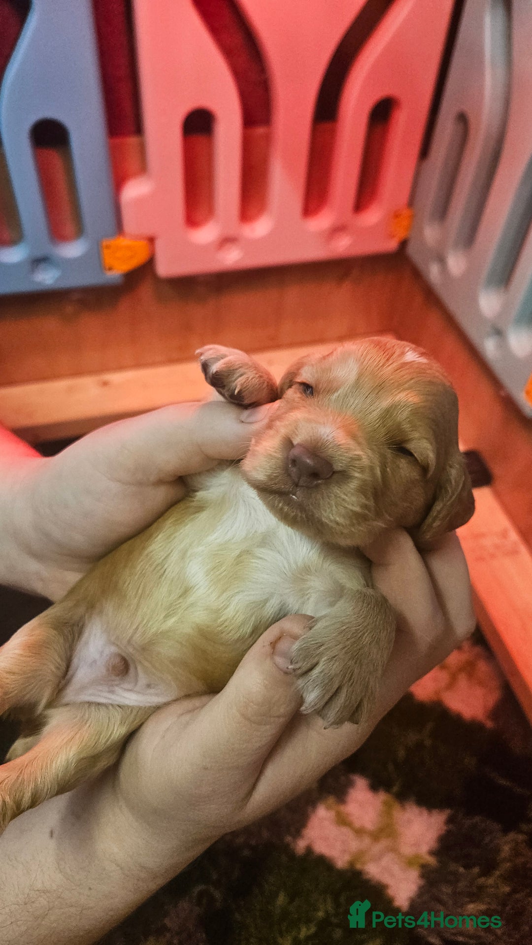 Cocker Spaniel dogs for sale: Beautiful cocker spaniel  - Image 15