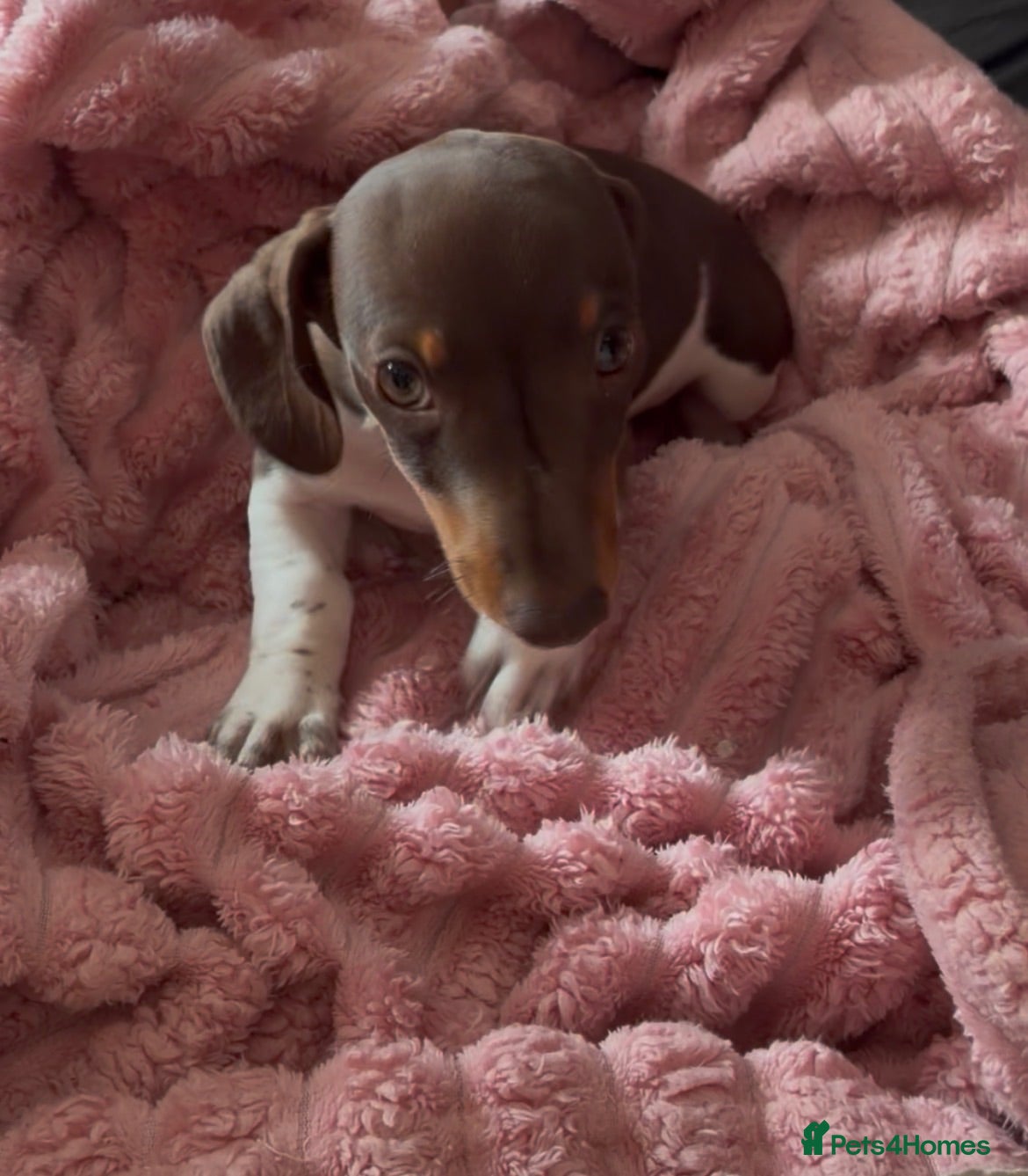Miniature Dachshund dogs Beautiful miniature dachshund puppies  - Advert 2