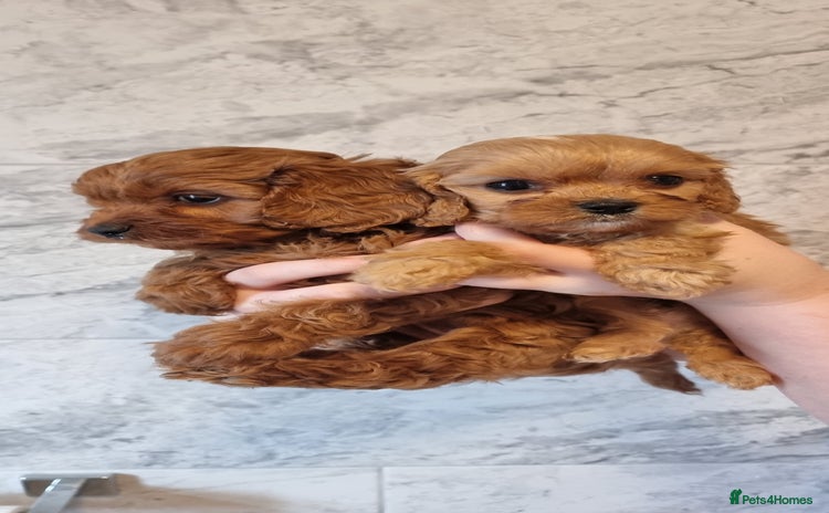 Cavapoo dogs Gorgeous Toy F1 Cavapoo babies  - Advert 14