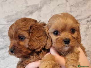 Cavapoo dogs Gorgeous Toy F1 Cavapoo babies - Advert 12