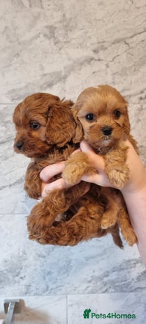 Cavapoo dogs Gorgeous Toy F1 Cavapoo babies - Advert 14
